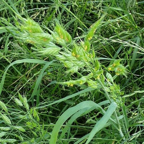 Bromus hordeaceus Flower