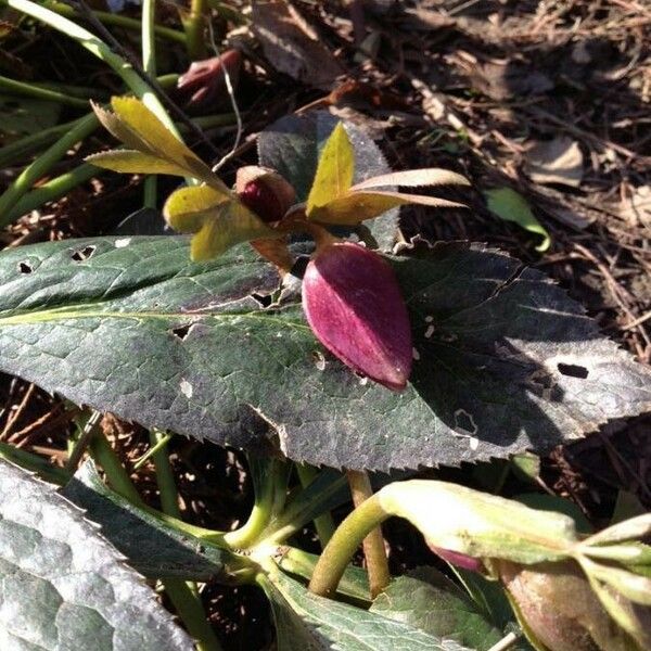 Helleborus viridis Other