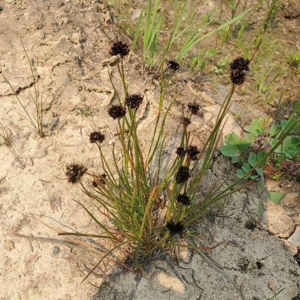 Juncus mertensianus Flower