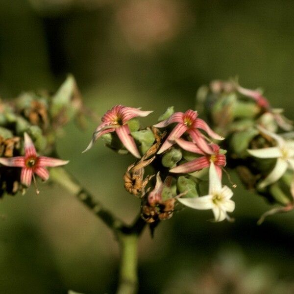 Anacardium occidentale Flower