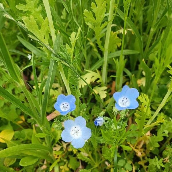 Nemophila menziesii Květ