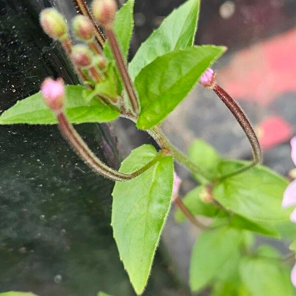 Epilobium parviflorum Lapas