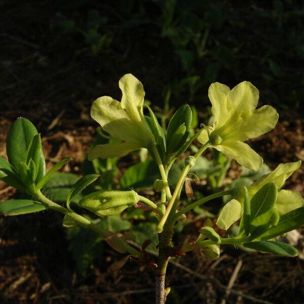 Rhododendron trichocladum Лист