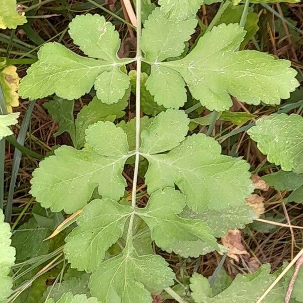 Pastinaca sativa Leaf