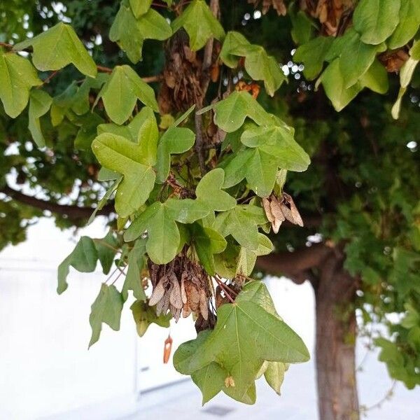 Acer monspessulanum Leaf