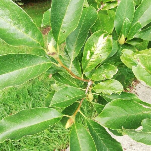 Magnolia liliiflora Folla