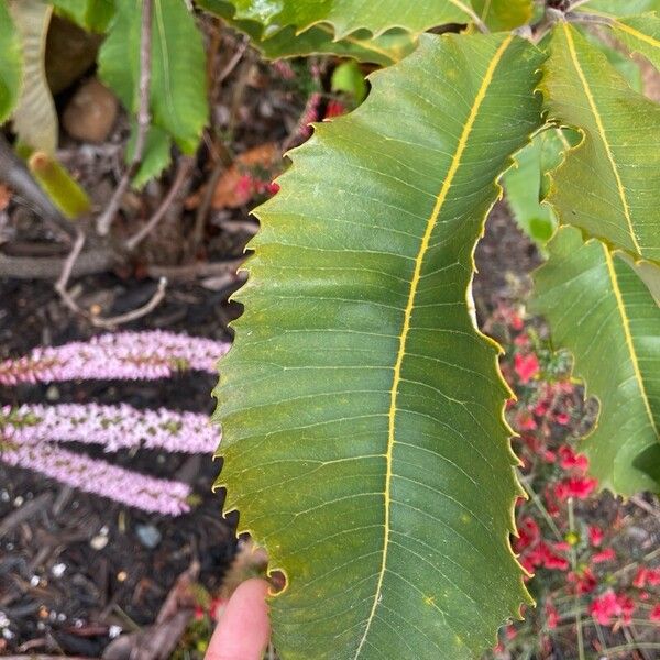 Banksia robur Φύλλο