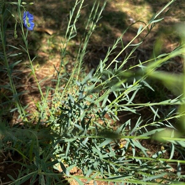 Linum perenne Leaf