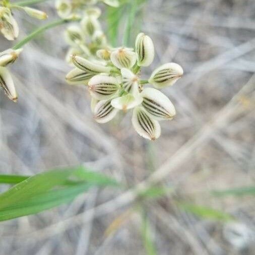 Lomatium triternatum Φρούτο