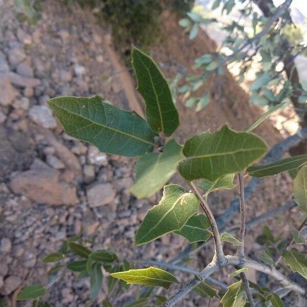 Quercus emoryi Blad