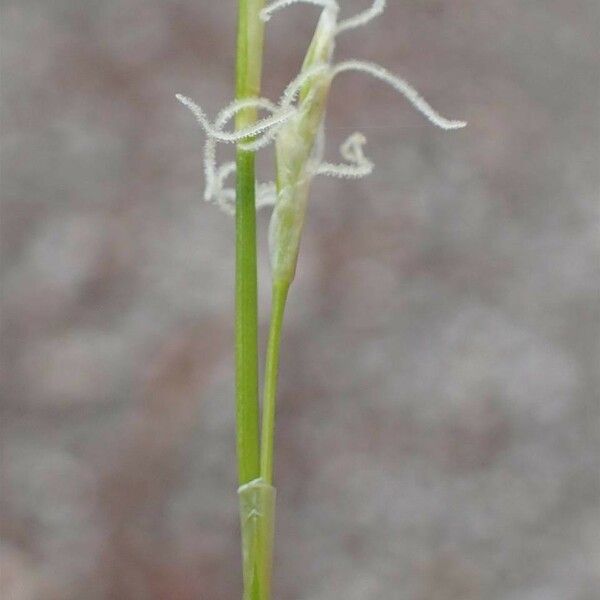 Carex alba Koor