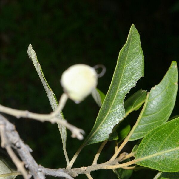 Styrax argenteus Плод