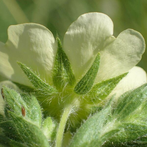 Potentilla recta Flower