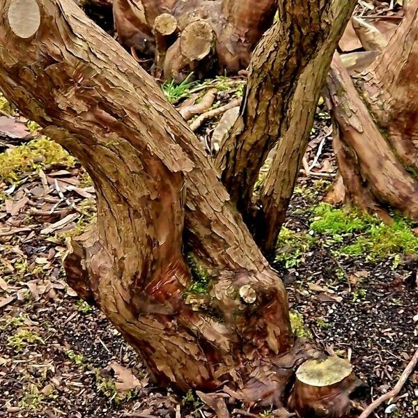 Pieris floribunda Bark