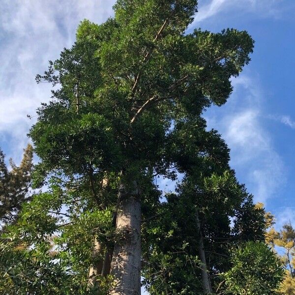 Agathis robusta Feuille