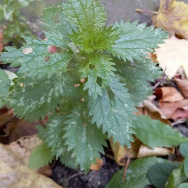 Urtica urens Ліст