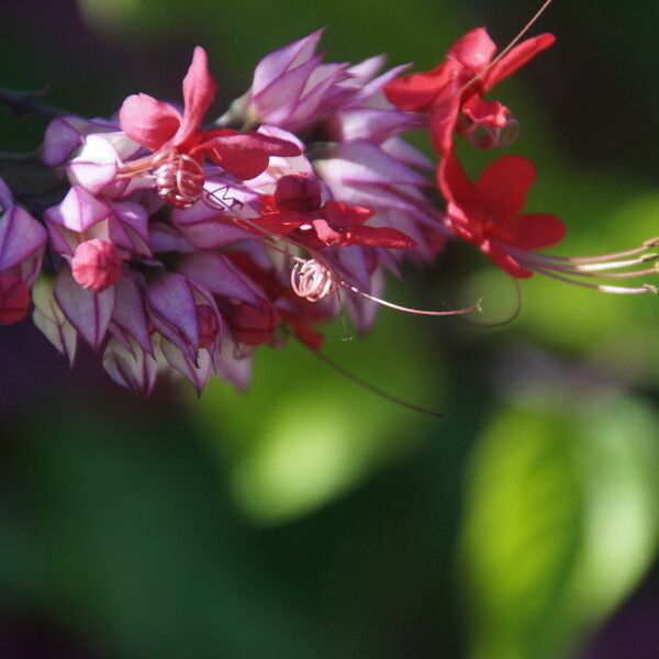 Clerodendrum umbellatum Virág