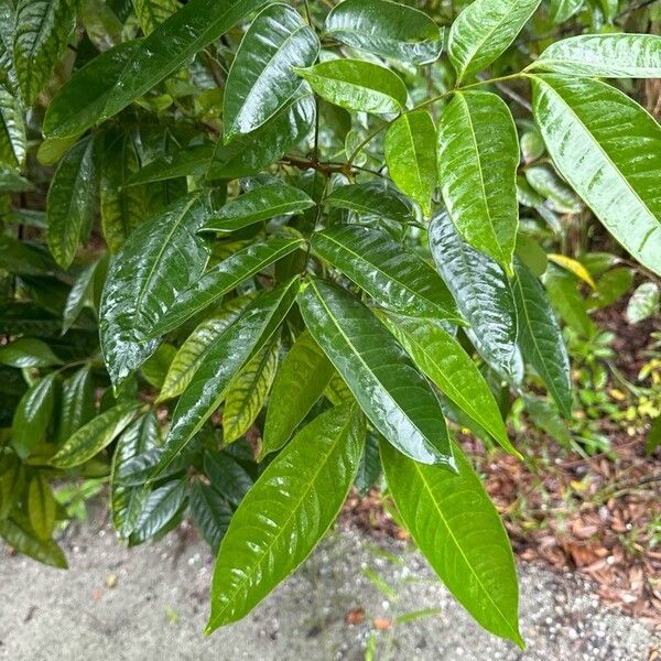 Ficus virgata Blad