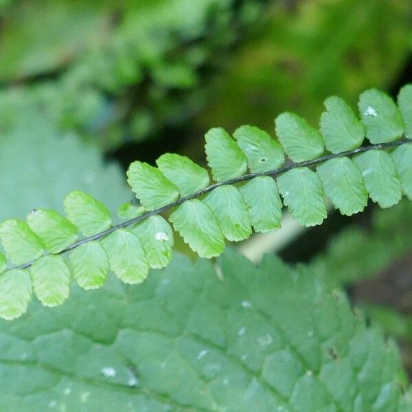 Asplenium trichomanes Blatt