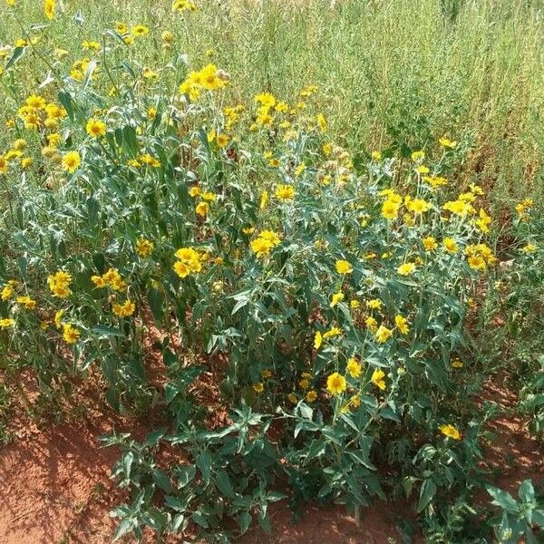 Verbesina encelioides Flower