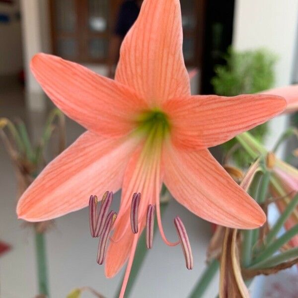 Hippeastrum striatum 花