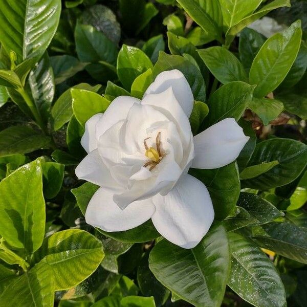 Gardenia jasminoides Кветка