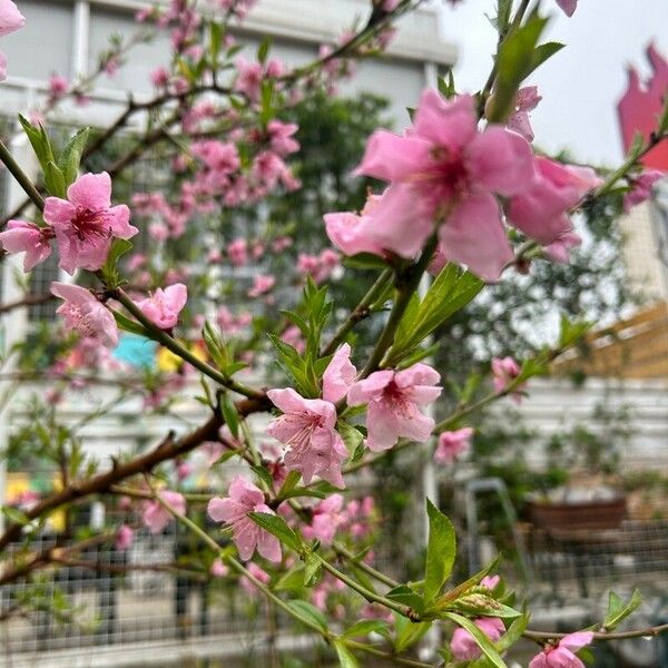 Prunus tenella Λουλούδι