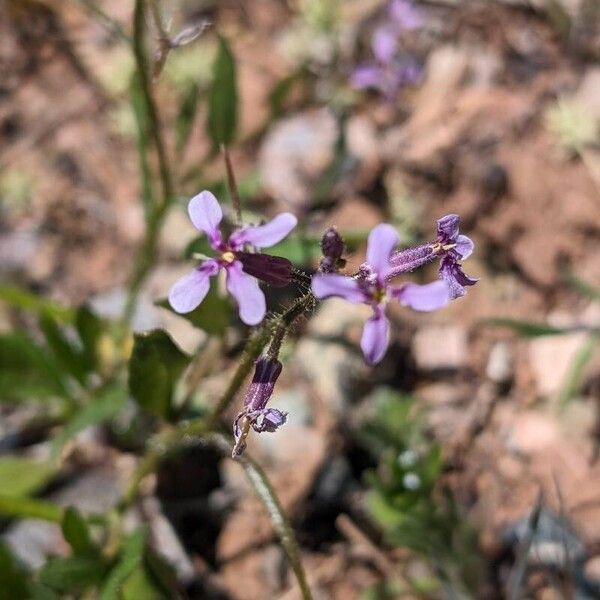 Chorispora tenella Flower