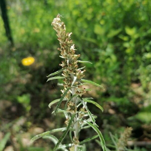 Gnaphalium sylvaticum Flower