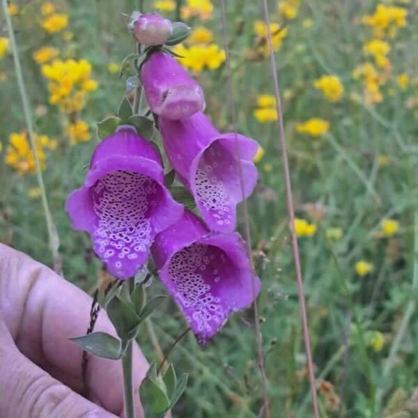 Digitalis thapsi Žiedas