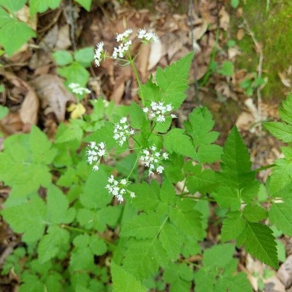 Osmorhiza longistylis Virág