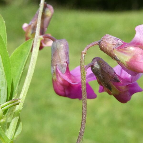 Lathyrus linifolius 整株植物