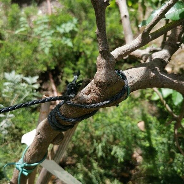 Rosa sempervirens Bark