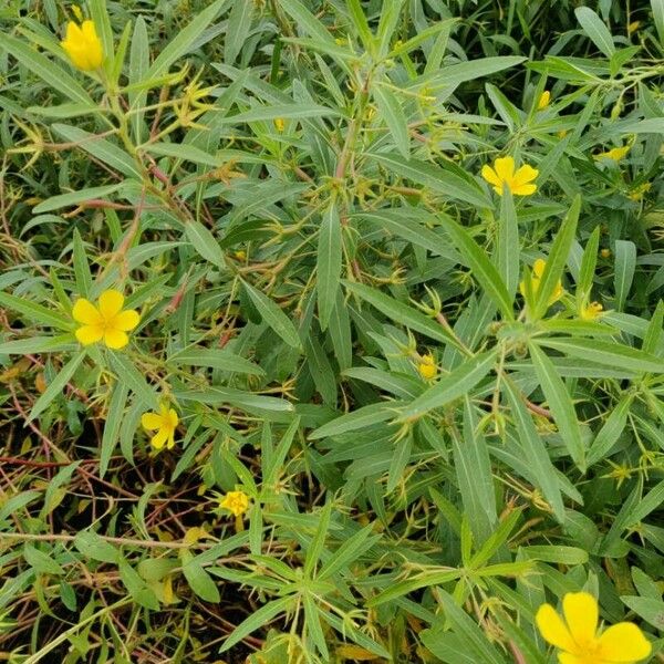 Ludwigia grandiflora Tervik taim