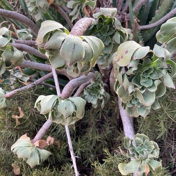 Aeonium balsamiferum Blatt