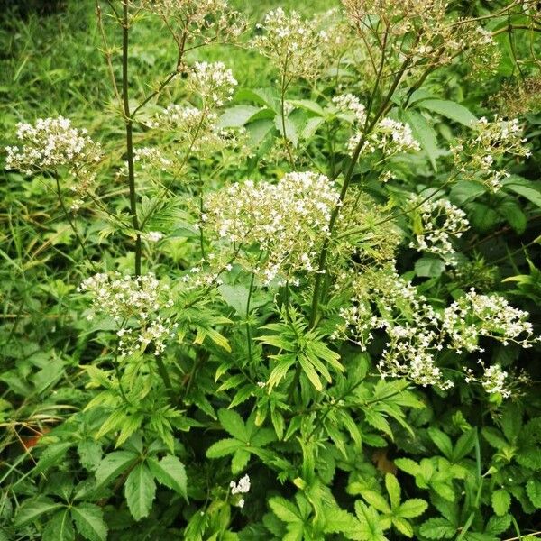 Valeriana officinalis Habit