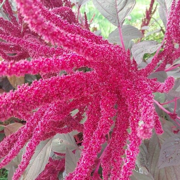 Amaranthus hypochondriacus Квітка