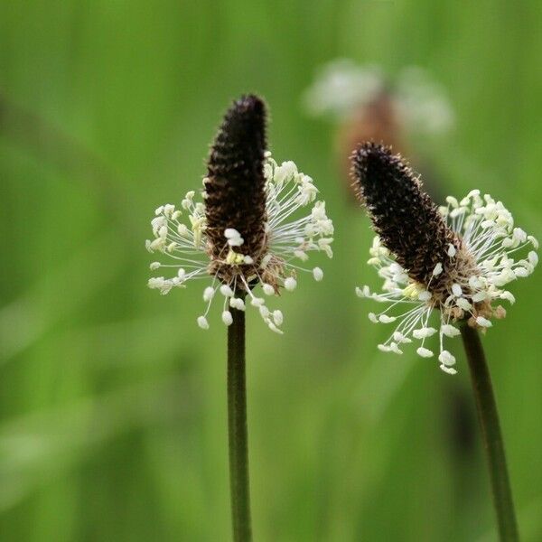 Plantago lanceolata Квітка