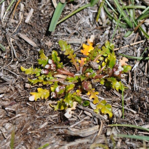 Mancoa hispida Habit