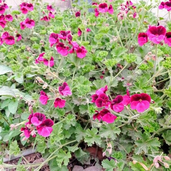 Pelargonium grandiflorum Other