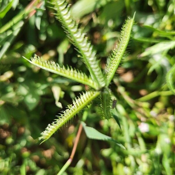 Dactyloctenium aegyptium Kwiat