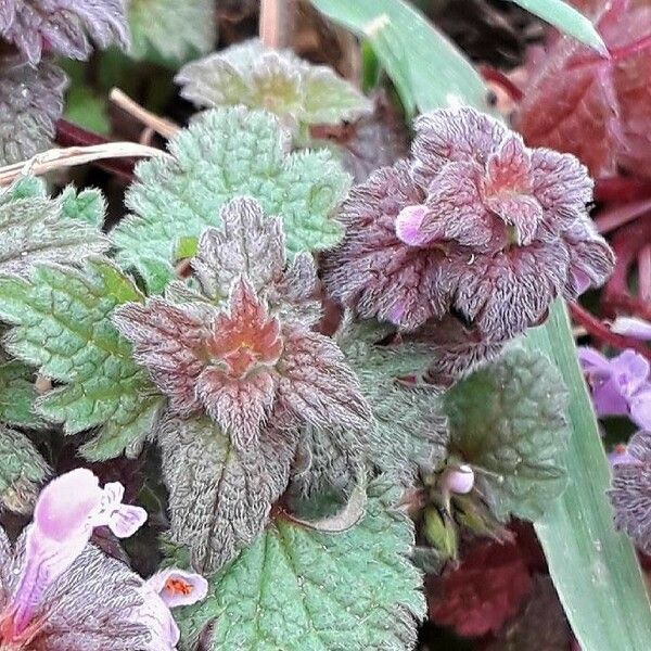 Lamium purpureum Deilen