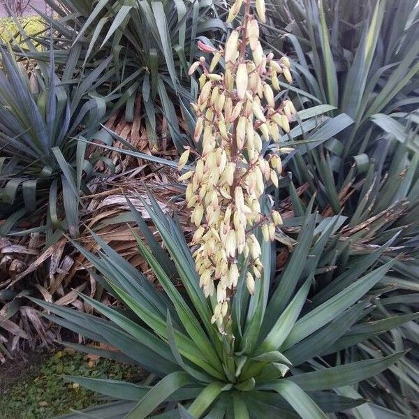 Yucca gloriosa Хабит