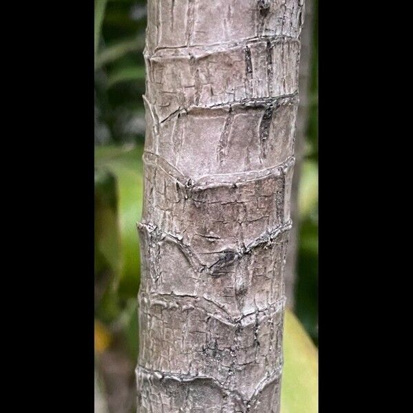 Cordyline stricta Casca