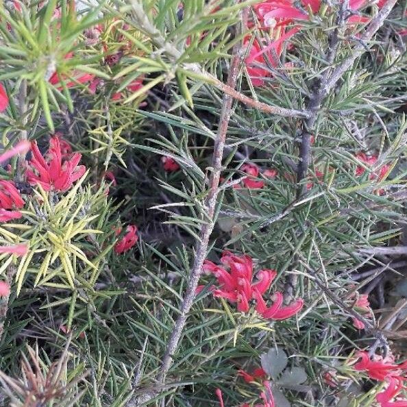 Grevillea rosmarinifolia Цветок