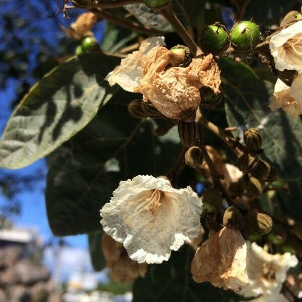 Cordia africana Flower