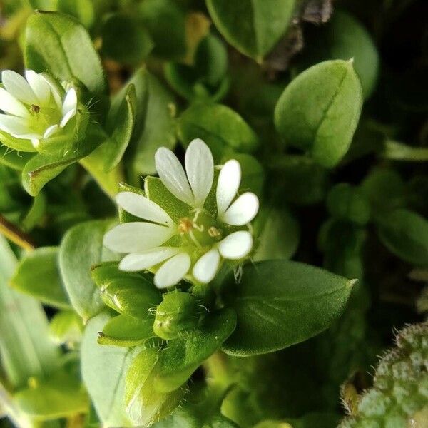 Stellaria media Flor