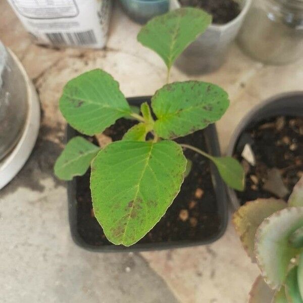 Amaranthus dubius পাতা