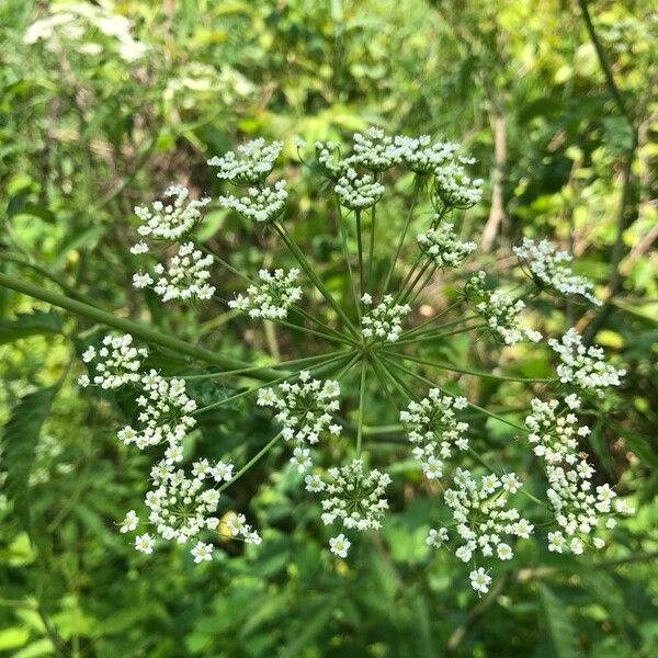 Cicuta maculata Blüte