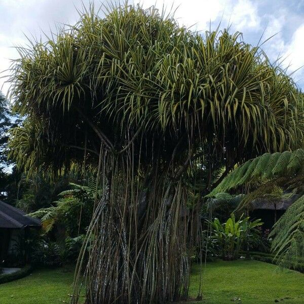 Pandanus tectorius Hoja